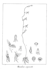 Utricularia uligenoides