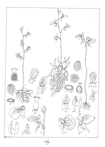 Utricularia uliginosa