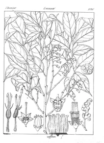 Vaccinium affine