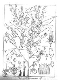 Vaccinium donnianum