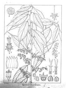 Vaccinium dunalianum