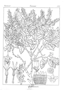 Vaccinium griffithianum