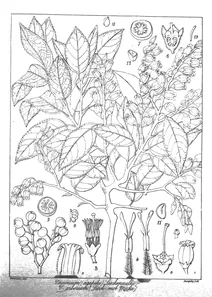 Vaccinium leschenaultii і vaccinium arboreum