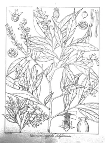 Vaccinium neilgherrense