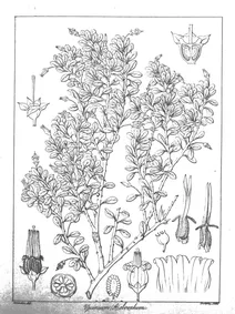 Vaccinium obovatum
