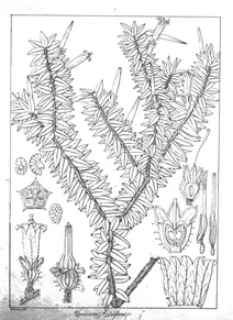 Vaccinium serpens