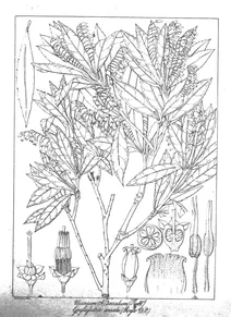 Vaccinium serratum і gaylussacia serrata