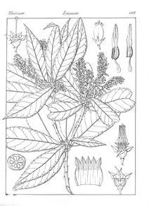Vaccinium venosum