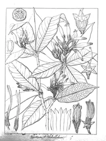 Vaccinium verticillatum
