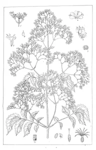 Valeriana arnottiana