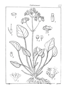 Valeriana brunoniana