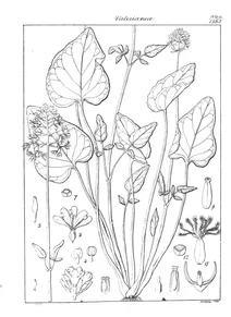 Valeriana leschenaultii