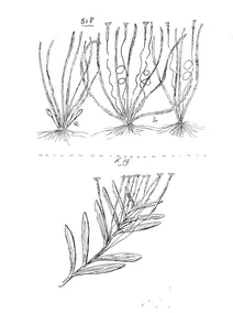 Vallisneria gracilis і vallisneria caulescens