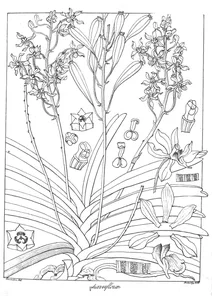 Vanda parviflora