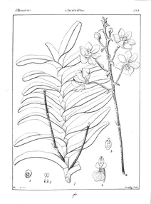 Vanda spathulata