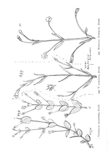 Vandellia alsinoides і vandellia subulata і mimulus uvedaliae