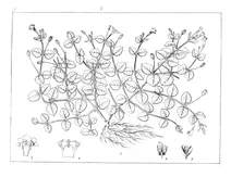 Vandellia crustacea