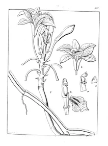 Vanilla aphylla