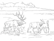 Вапіті скельних гір (cervus elaphus nelsoni)