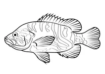 Вармут (lepomis gulosus)