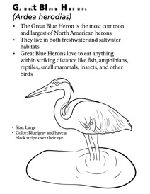 Велика блакитна чапля (ardea herodias)