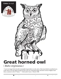 Велика рогата сова (bubo virginianus)