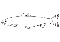 Великоголова палія (salvelinus confluentus)