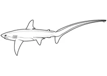 Великоока мітлова акула (alopias superciliosus)