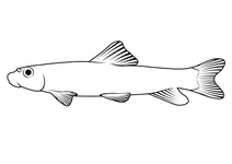 Великоокий джампрок (moxostoma ariommum)