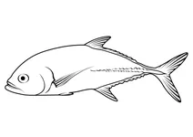 Великоокий каранг (caranx sexfasciatus)