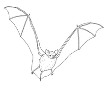 Великий бурий кажан (eptesicus fuscus)