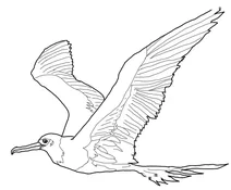 Великий фрегат