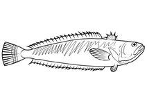 Великий вівер (trachinus draco)