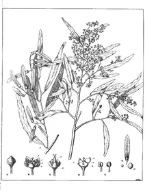 Вентілаго вінімаліс, 1904-1922