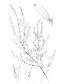 Верба (salix)