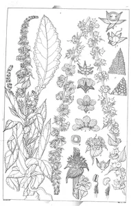 Verbascum virgatum