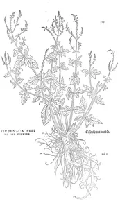Вербена лікарська (verbena officinalis) та verbenaca supina (або жіноча форма)