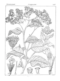 Vernonia conyzoides