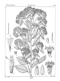 Vernonia nilgherryensis