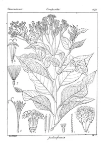Vernonia pectiniformis