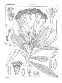 Vernonia salviifolia
