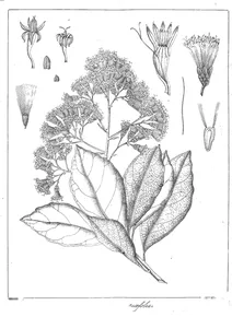 Vernonia volkameriifolia