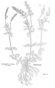 Вероніка (veronica allionii, chamaedrys vulgaris, чоловіча форма)