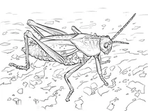 Веселкова сарана” (romalea microptera)