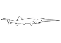 Веслоніс китайський (psephurus gladius)