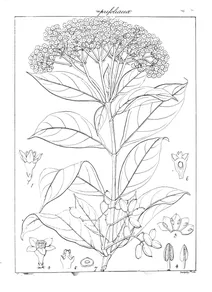 Viburnum acuminatum