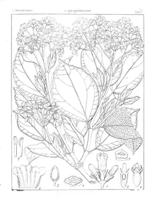 Viburnum capitellatum