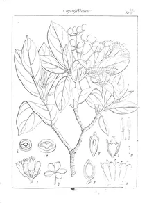 Viburnum hebanthum