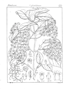 Viburnum wightianum
