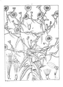 Vicoa indica